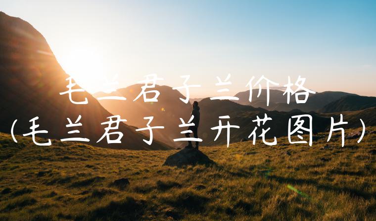 毛兰君子兰价格(毛兰君子兰开花图片)