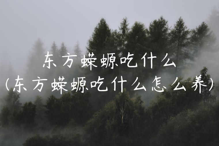 东方蝾螈吃什么(东方蝾螈吃什么怎么养)